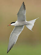 Common Tern