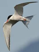 Common Tern