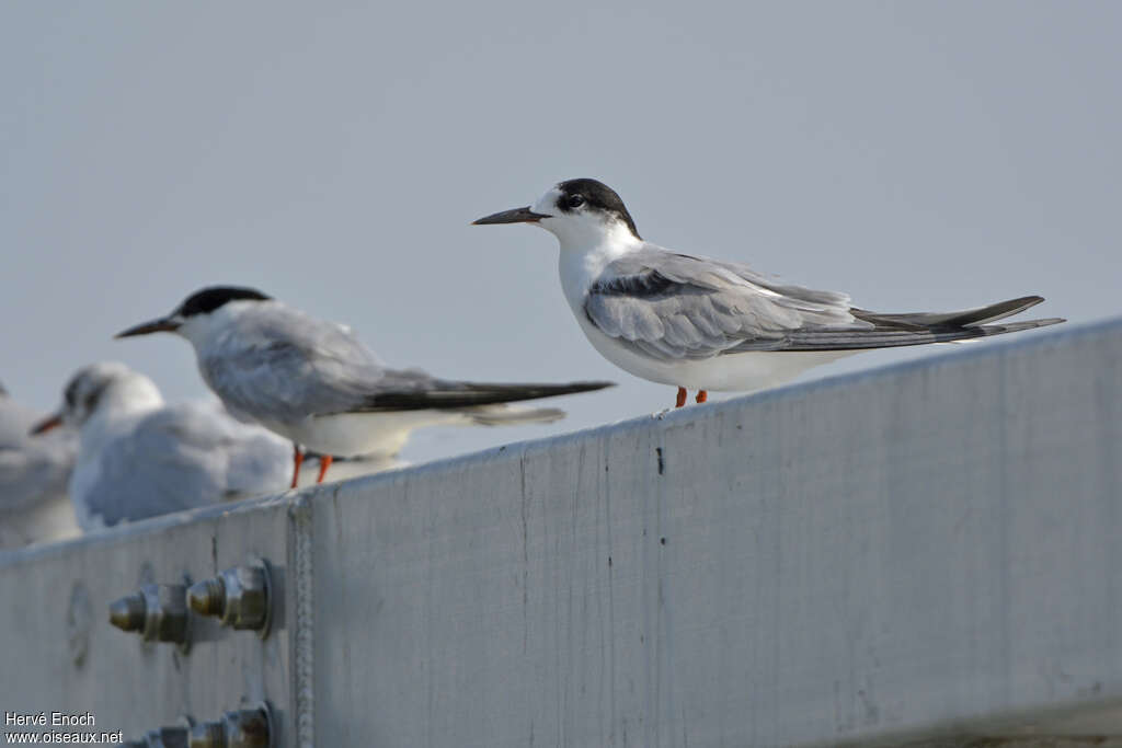 Common Ternadult post breeding, identification