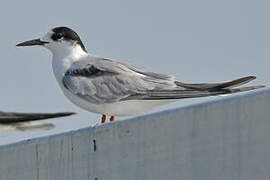 Common Tern