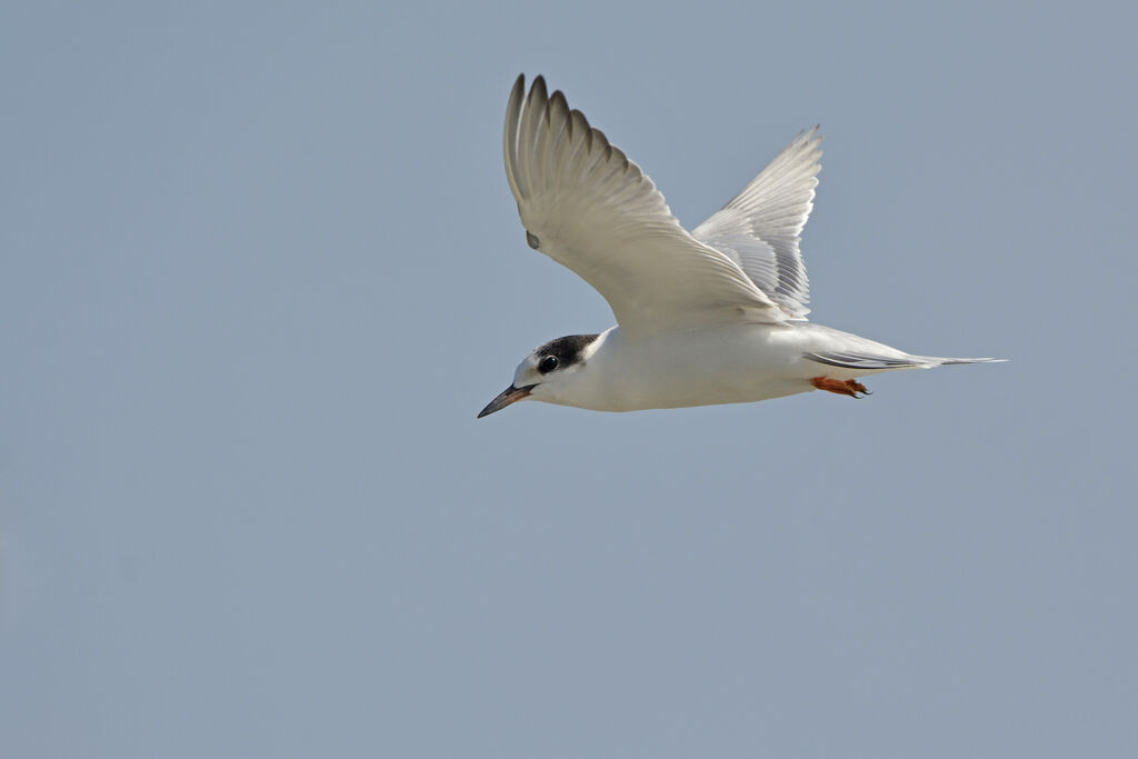 Common Ternjuvenile