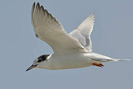 Common Tern