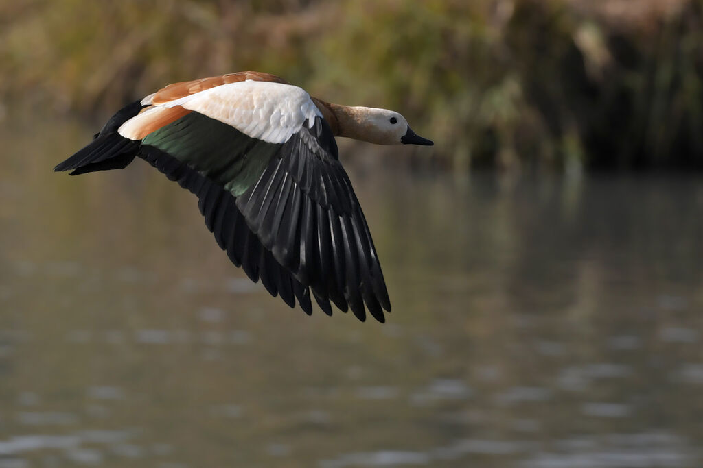 Ruddy Shelduck male adult, identification, Flight