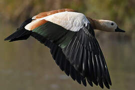 Ruddy Shelduck