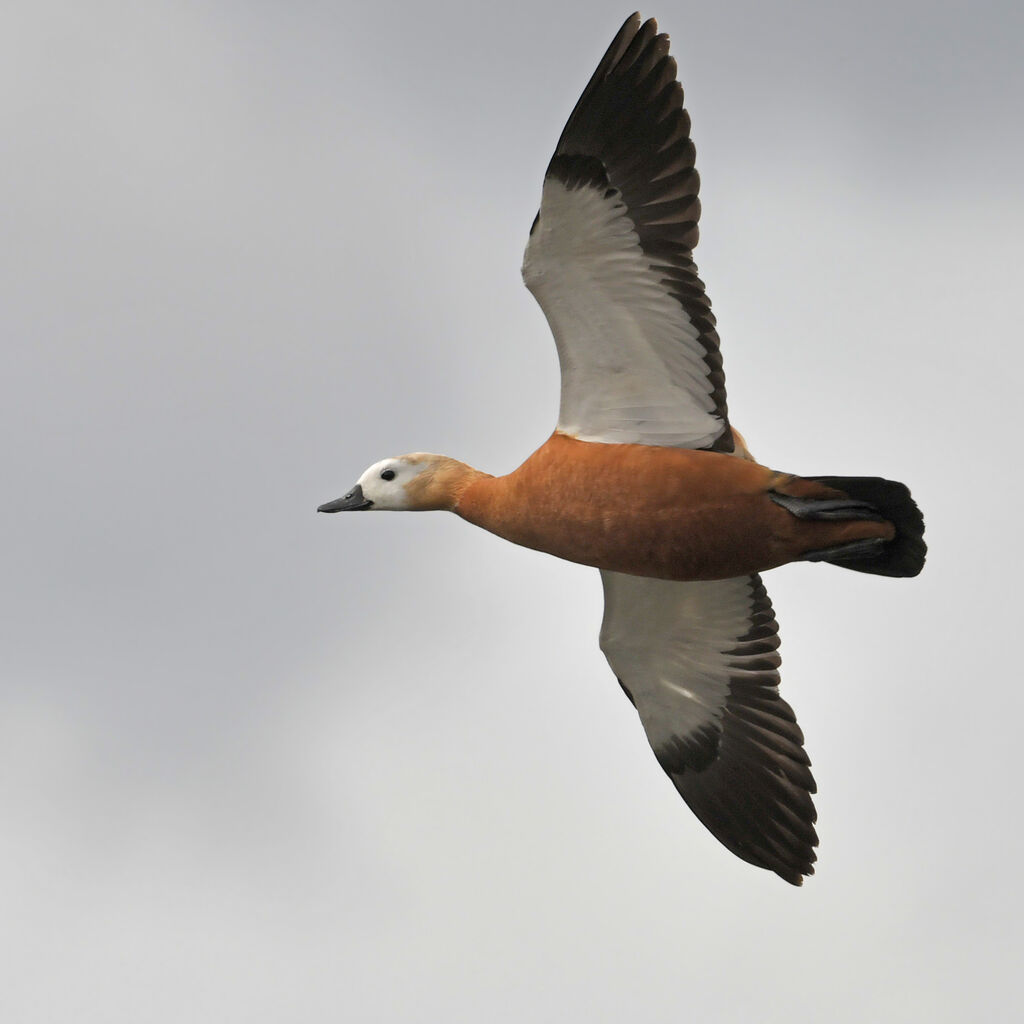 Ruddy Shelduck female adult, identification