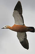 Ruddy Shelduck