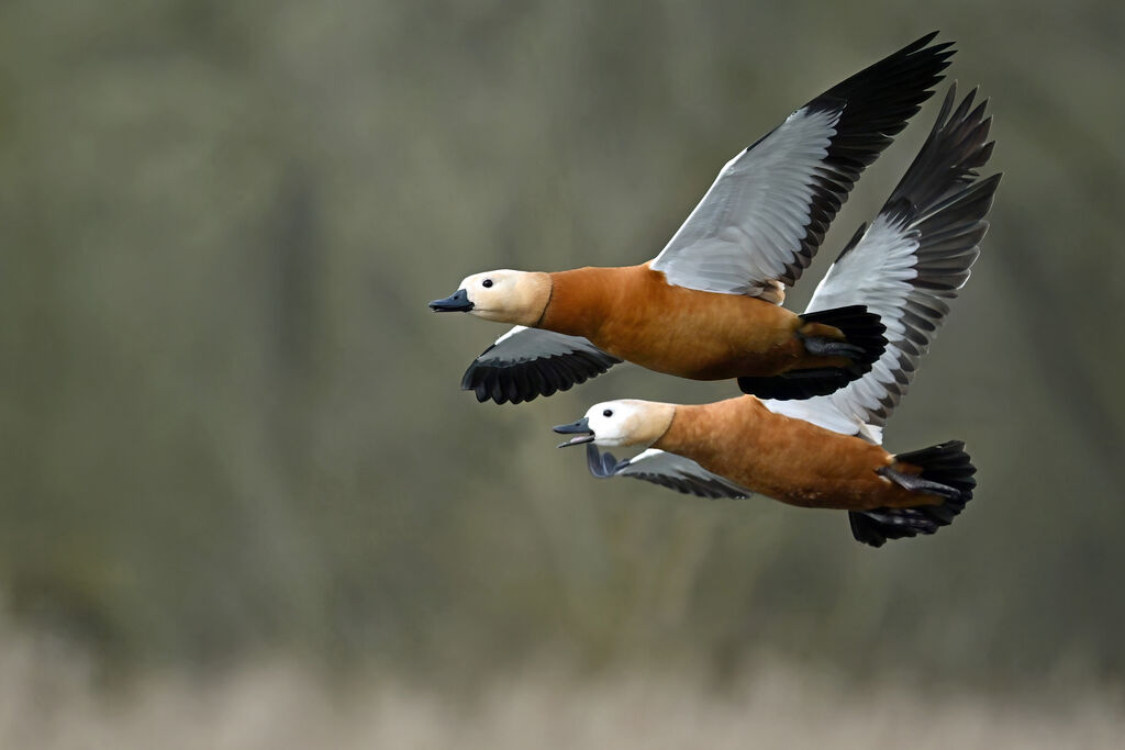 Tadorne casarca mâle adulte nuptial, Vol