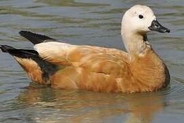 Ruddy Shelduck