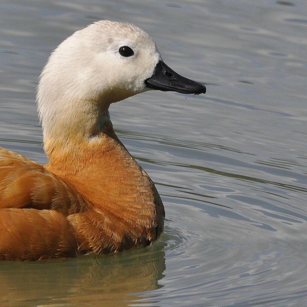 Ruddy Shelduck