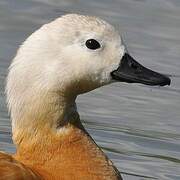 Ruddy Shelduck