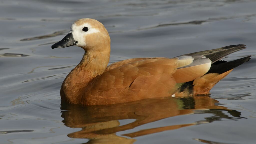 Ruddy Shelduck female adult, identification