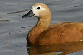 Ruddy Shelduck