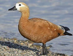 Ruddy Shelduck