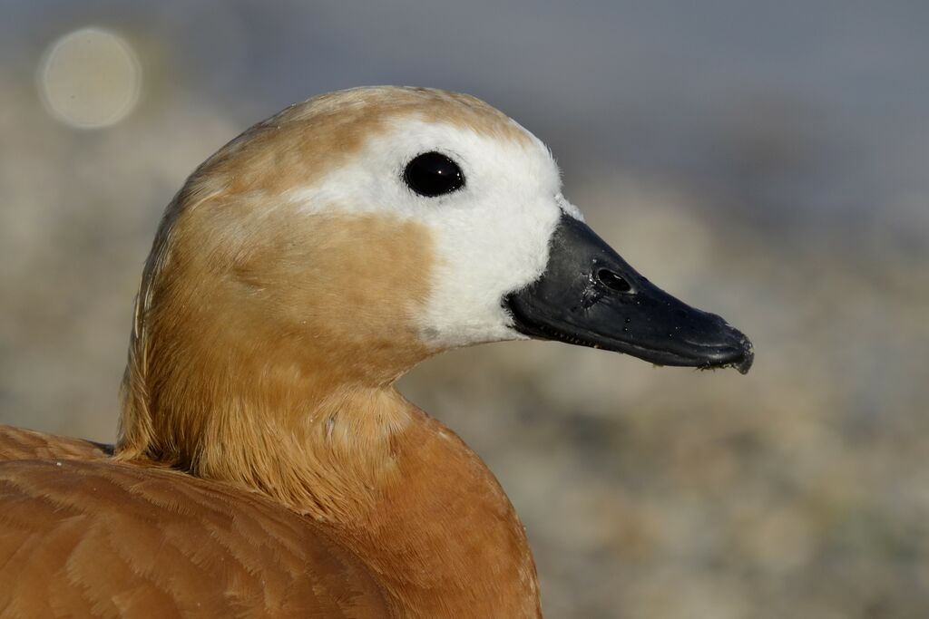 Ruddy Shelduck female adult