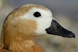 Ruddy Shelduck