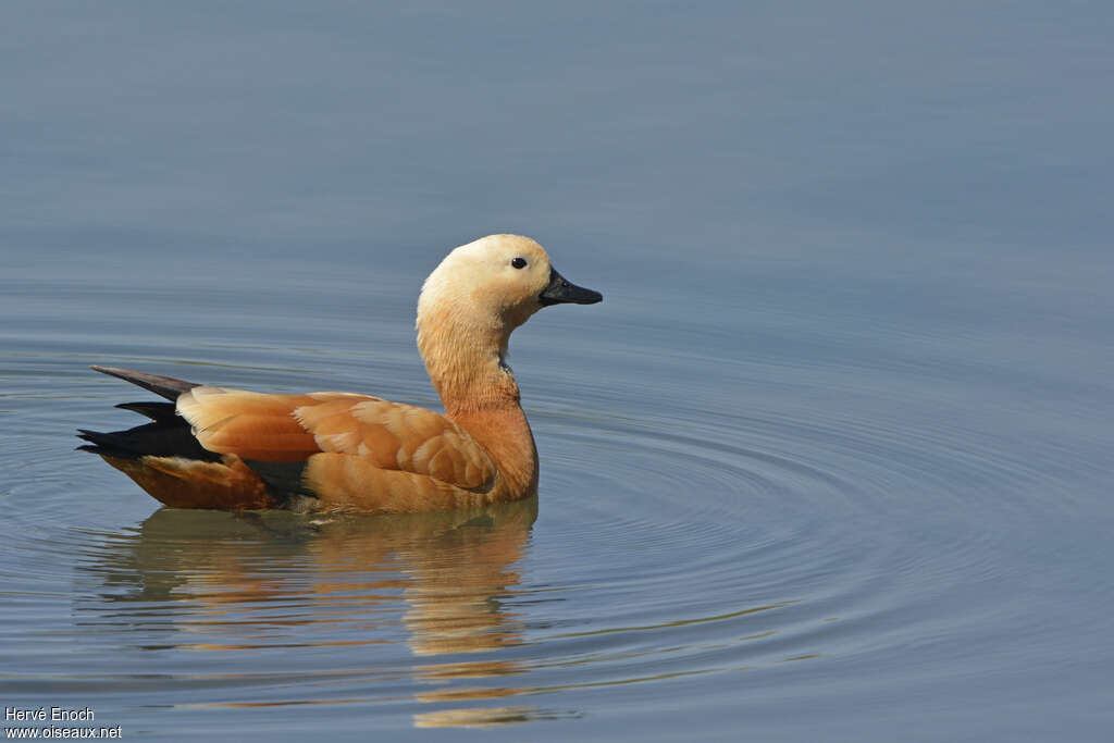 Ruddy Shelduck male adult, swimming