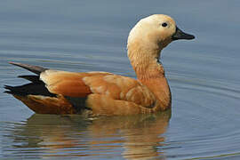 Ruddy Shelduck