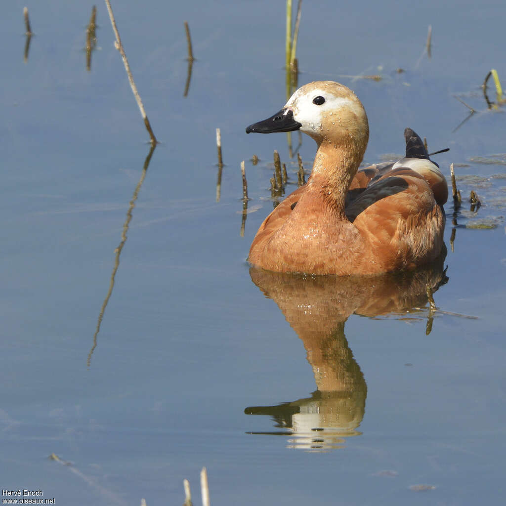 Ruddy Shelduck female adult, swimming