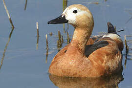 Ruddy Shelduck