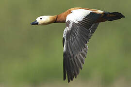 Ruddy Shelduck