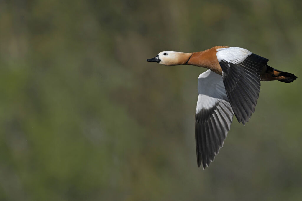 Ruddy Shelduck male adult, Flight