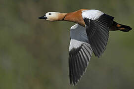 Ruddy Shelduck