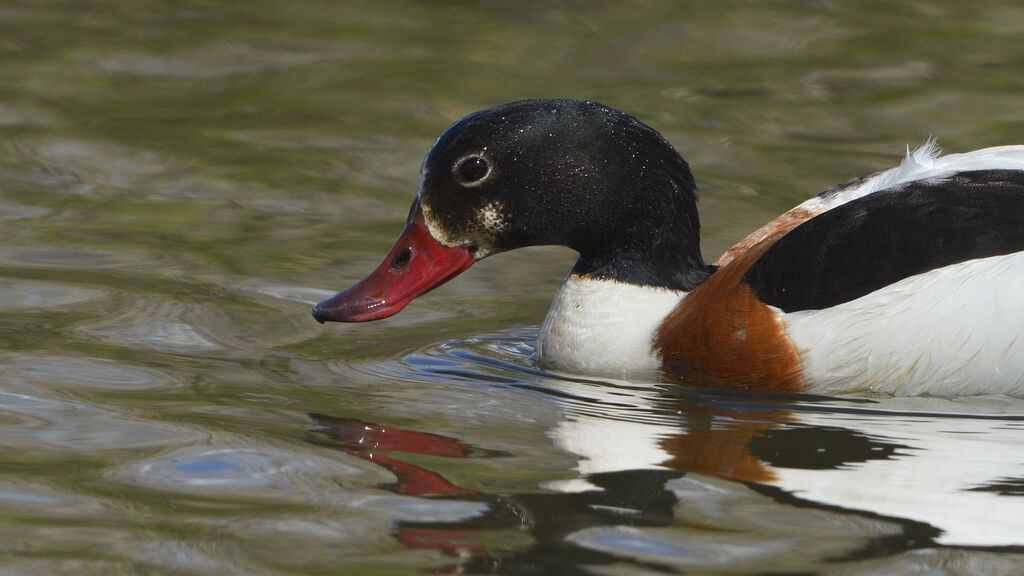 Common Shelduck female adult, close-up portrait