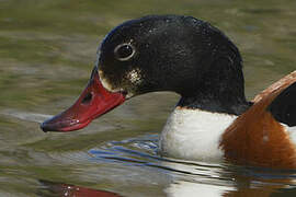 Common Shelduck