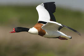 Common Shelduck