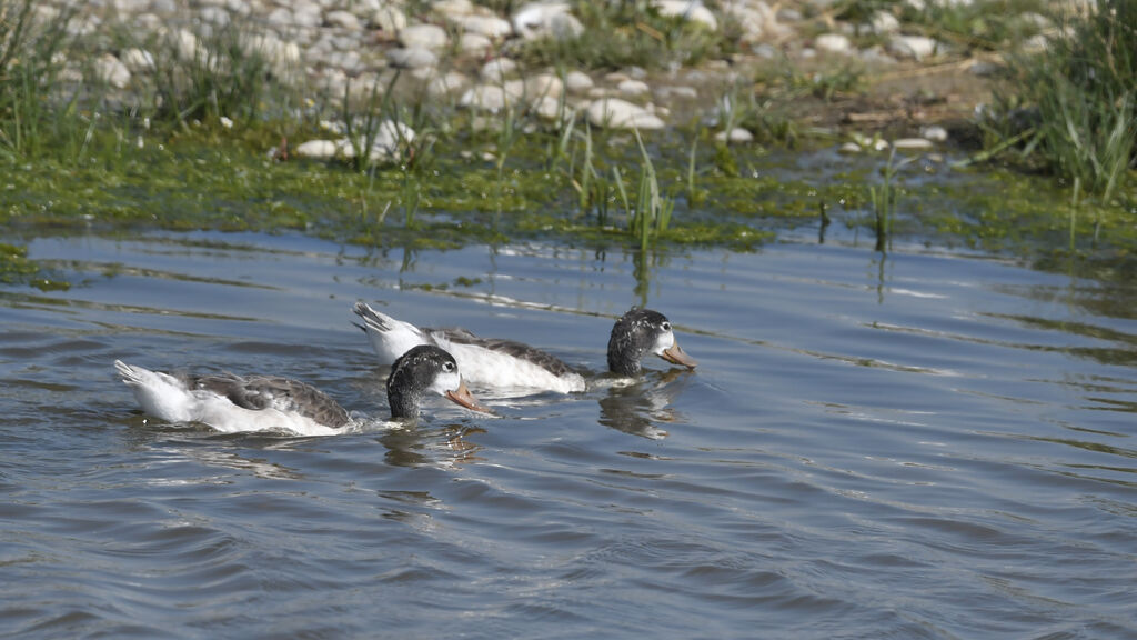 Common Shelduckjuvenile, swimming