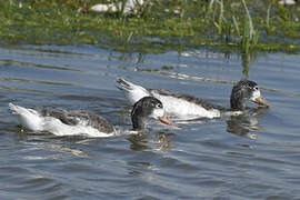 Common Shelduck