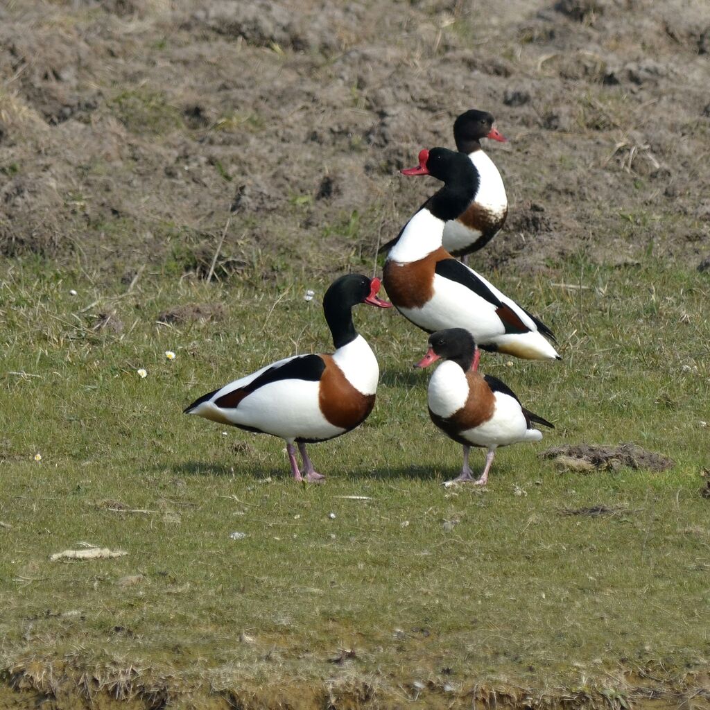 Tadorne de Belon, identification