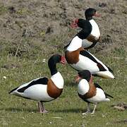 Common Shelduck