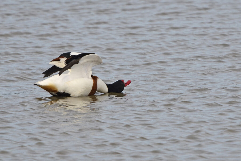 Common Shelduck male adult