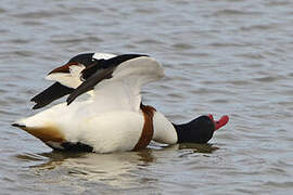 Common Shelduck