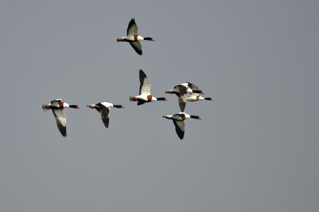 Common Shelduck, Flight