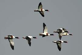 Common Shelduck