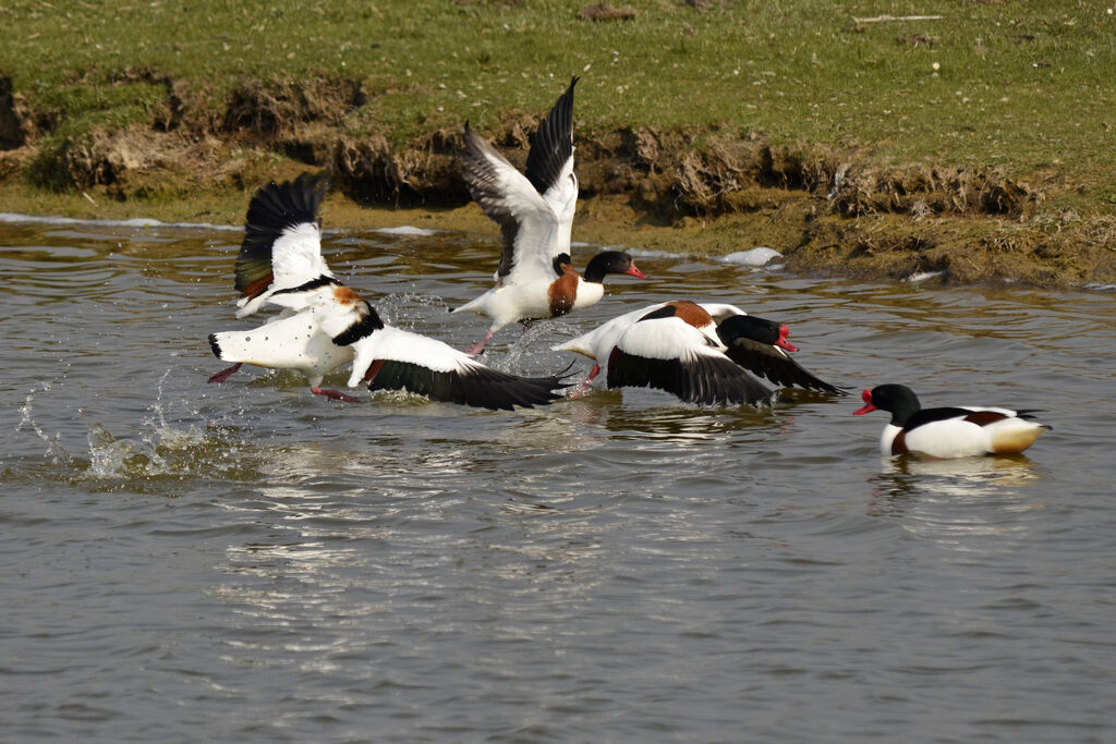 Common Shelduck