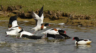 Common Shelduck