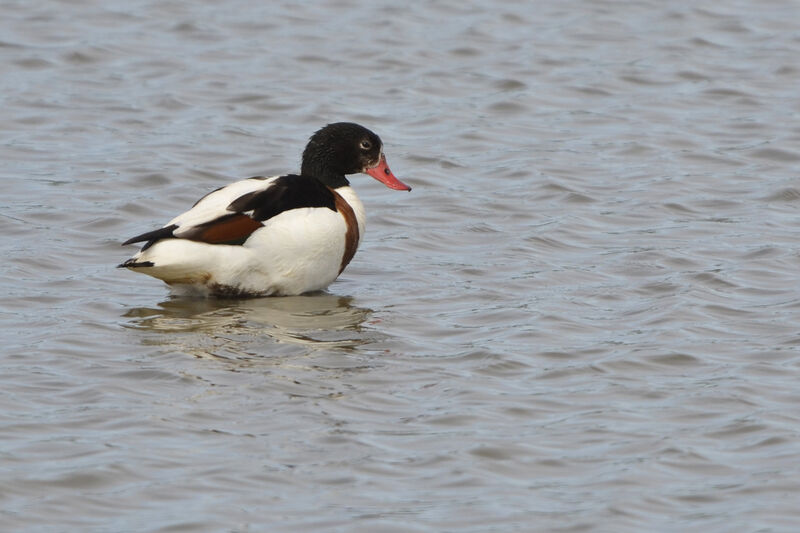 Common Shelduck female adult