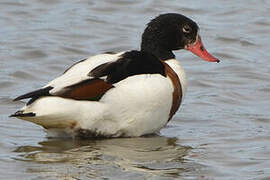 Common Shelduck