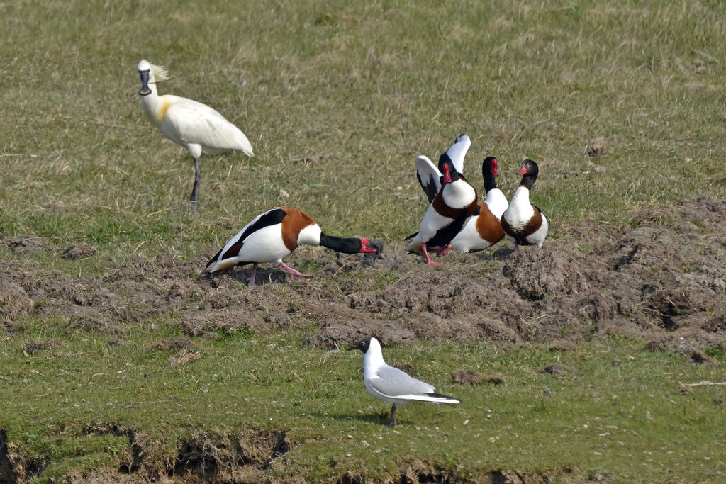 Common Shelduck