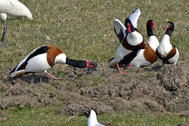 Common Shelduck