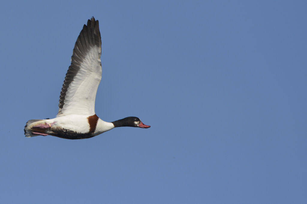 Common Shelduck female adult, Flight