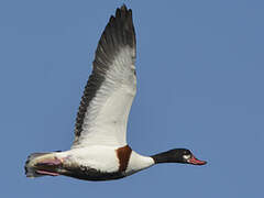 Common Shelduck