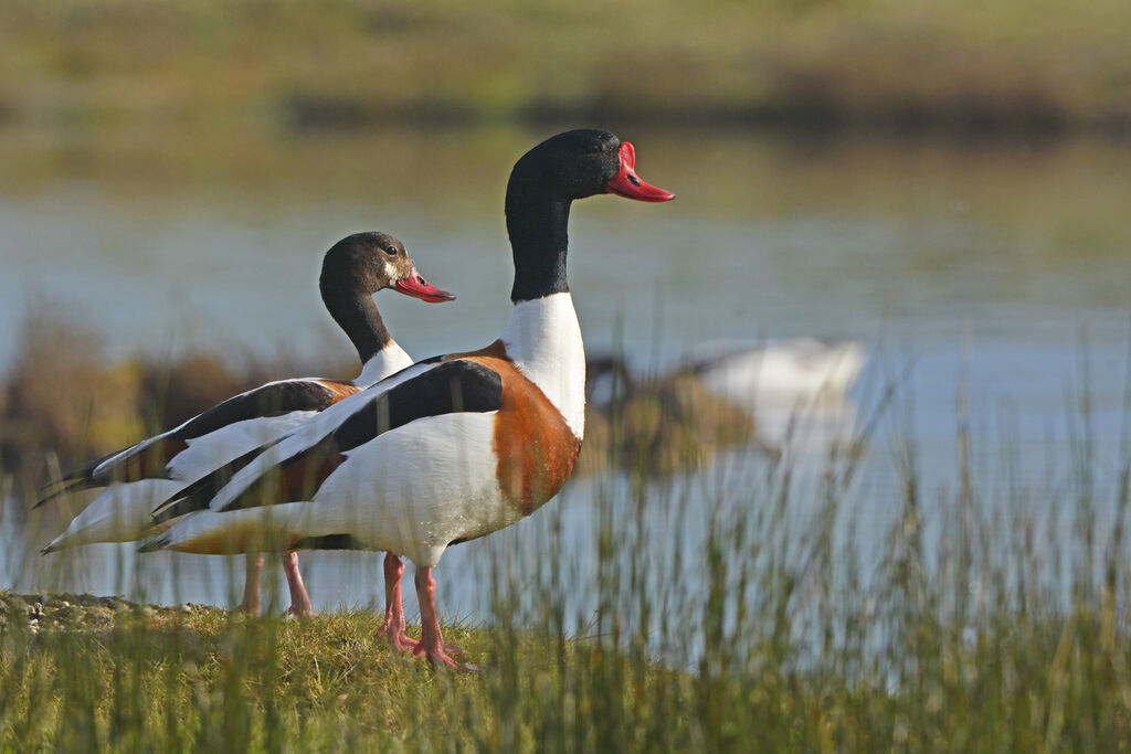 Common Shelduckadult