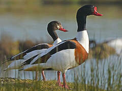 Common Shelduck