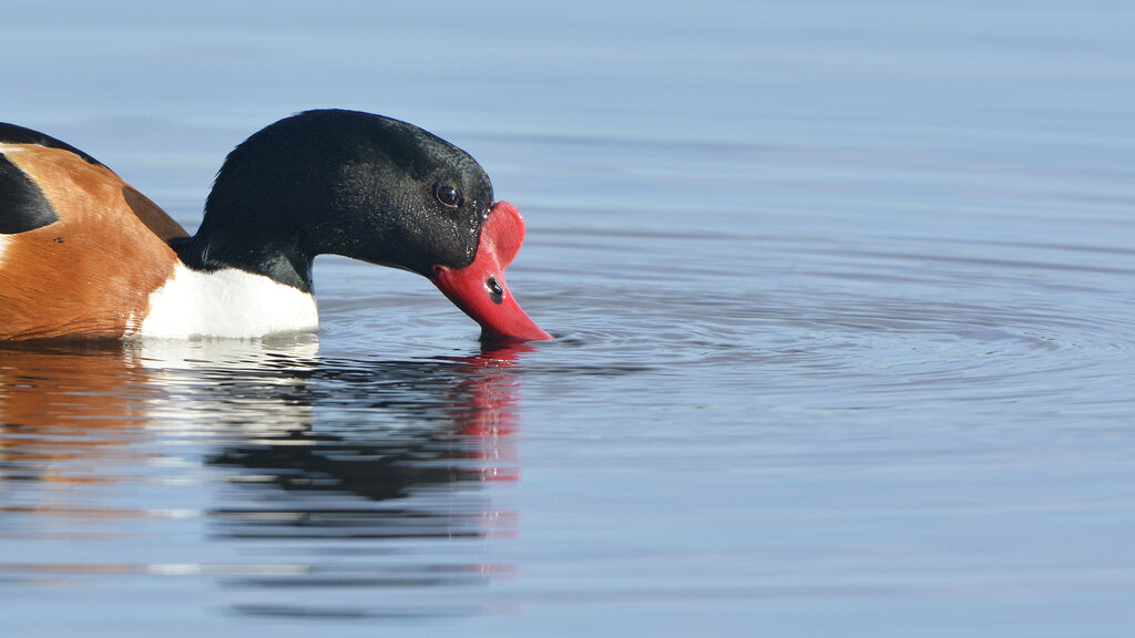 Common Shelduck male adult, close-up portrait