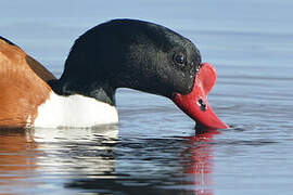 Common Shelduck