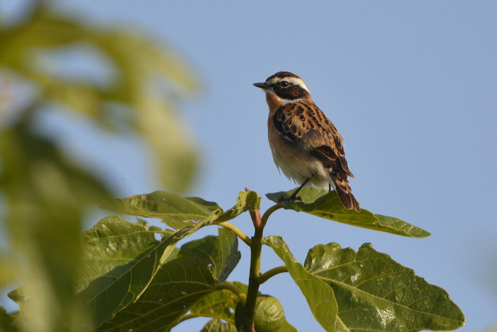 Tarier des prés mâle adulte, identification